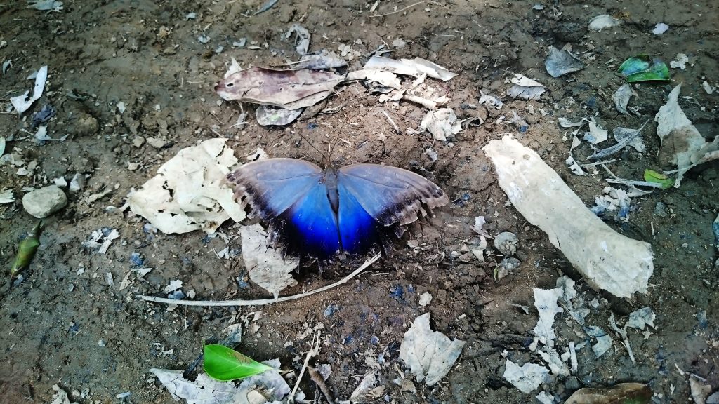 trek_papillon_bleu